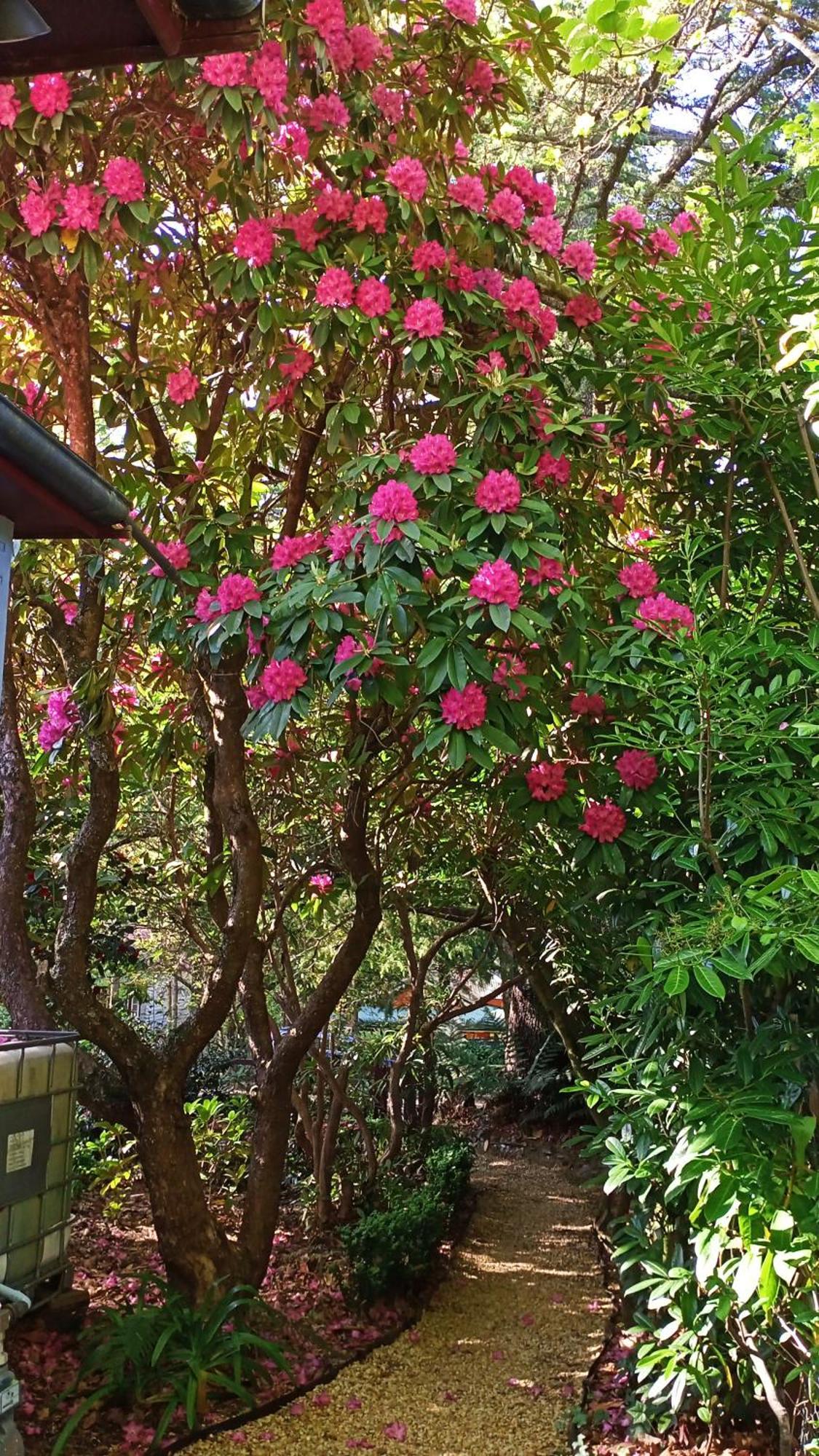 Kubba Roonga Guesthouse - Boutique Luxury Spa Retreat & Gardens - Blue Mountains Блэкхит Экстерьер фото