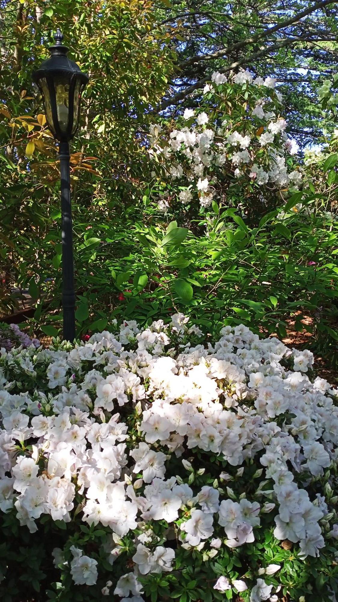 Kubba Roonga Guesthouse - Boutique Luxury Spa Retreat & Gardens - Blue Mountains Блэкхит Экстерьер фото